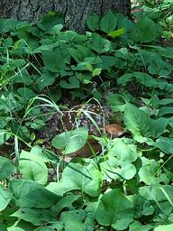 Fawn at DH Day