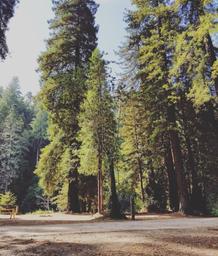 Gualala River Redwood Park