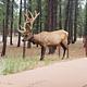 Big elk
