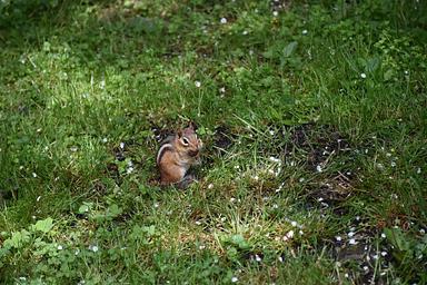 chipmunk