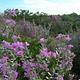 Blooming Purple sage or "Cenizo" around 277 N Group Campground