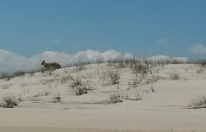 Salty Sandy Happy!