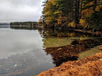 Calm lakeshore view with trees and shoreline detail — useful to show on-site scenery and waterfront setting referenced on the campground page.