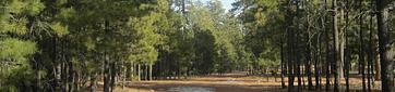 Black Canyon Rim Campground (Apache-sitgreaves National Forest, AZ)