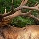 Elk