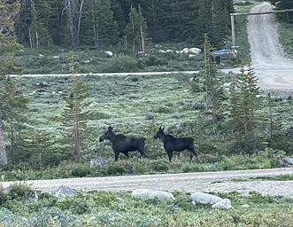 Moose in Nash Fork CG