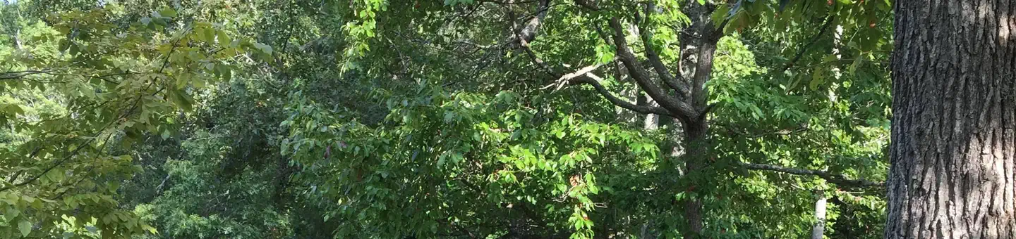 Chilhowee Group Camp