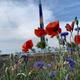 Low-angle scenic shot of flowers with the park's tall blade sculpture in the background — provides on-site landscaping and scenic character of the grounds (amenities/homepage context).