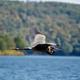 Mid-distance shot of a large heron flying over the lake with wooded hills in the background — highlights wildlife and lakeside setting on the campground’s site images.