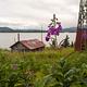 A rustic wood cabin in a grassy field with pink flowers next to a lake.