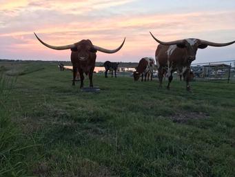 Longhorn RV Resort
