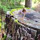 Mushroom on log in the Umpqua National Forest