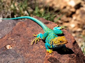 Hovenweep Campground