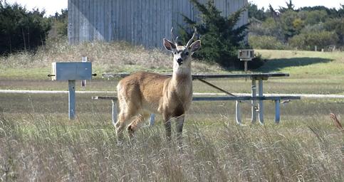 Deer enjoying the campground