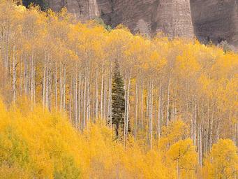 Grand Mesa Uncompahgre and Gunnison National Forest