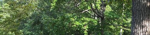 Chilhowee Group Camp