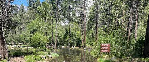 Tenaya Creek flooding into North Pines