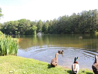 Lakeshore view with ducks and fountain in the distance — another clear view of the campground's lake amenity (from Photo Gallery).