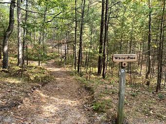 Dirt hiking trail through hardwood forest.