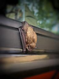 Little Brown Bat taking a nap on a vehicle in the campground