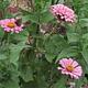 Butterfly Garden
