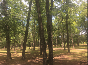Tippy Dam Campground and Cabins