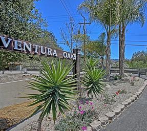 Ventura Oaks