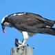 Osprey eating its catch of the day