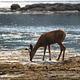 SPRING CREEK Deer