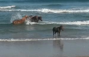 Salty Sandy Happy!