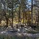 Picnic area in the trees