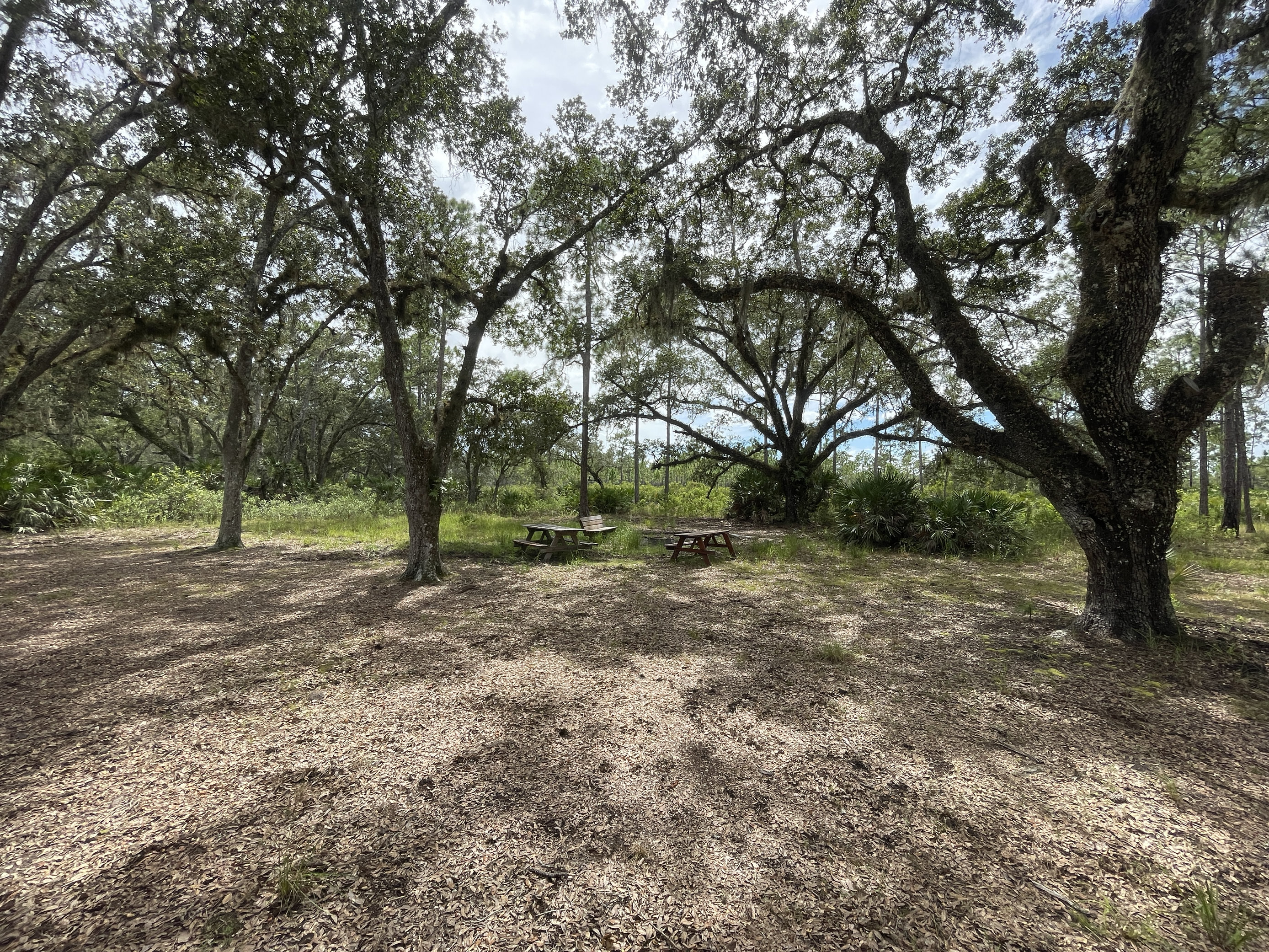 Hal Scott Regional Preserve and Park Site 3 Hike-In SJRWMD