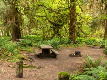 Hoh Campground 01