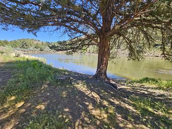 A shady western juniper along the North Fork John Day River.