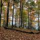A forest in colorful autumn foliage with a lake visible through the trees.