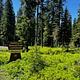 Entrance sign reading " UMATILLA National Forest CAMPGROUND - Woodward" in a wooded area with tall trees and green underbrush