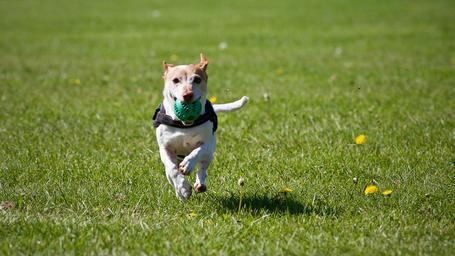 Dog running in a grassy area representing the pet/dog-park amenity referenced on the Amenities page; useful to show pet-friendly facilities on the property.