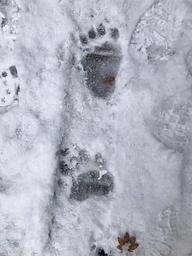 Bear Tracks Winter 2022
