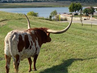 Longhorn RV Resort