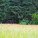 Sergief Island Cabin surroundings with tall grasses in foreground and cabin tucked into trees