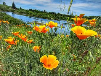 Wildflower views from Horseshoe pond