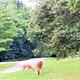 White tailed Deer, South Sandusky Campground