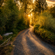 Winding gravel road surrounded by greenery at sunset.
