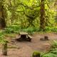 Hoh Campground 01