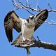 Osprey perched on a tree branch