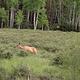 Deer at Elk Creek Campground