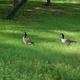 BEARD'S BLUFF PARK WILDLIFE