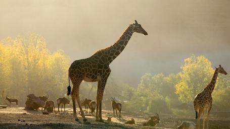 Wide scenic shot of giraffes and mixed species in a pastoral setting on the grounds at golden hour — useful as an overall property/scenery image that conveys the park atmosphere (social image on site).