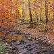 Small rocky creek lined with trees in orange and gold foliage.