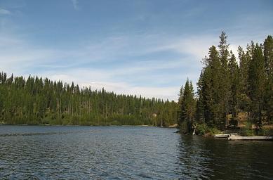 lake water with dense conifers along the shore